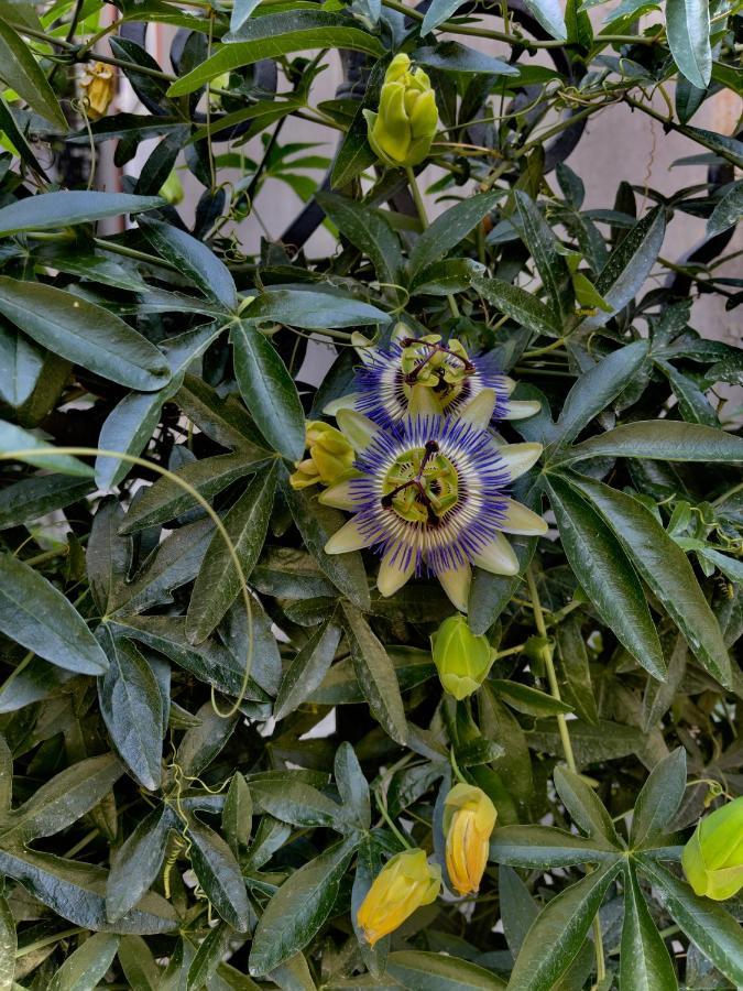 מלון באטומי Luxors Garden מראה חיצוני תמונה